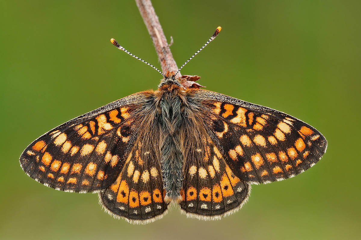 Euphydryas aurinia?